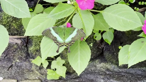 Green butterfly on the flower Stock Footage 158062579