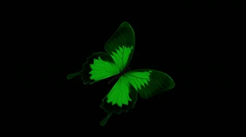 Green butterfly Stock Footage 10912648