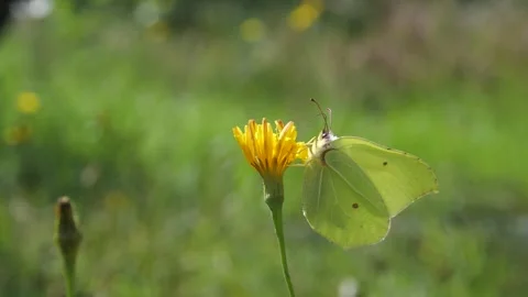 A green butterfly Stock Footage 282587976