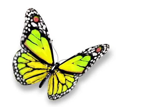 Green butterfly Stock Illustration