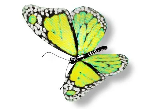 Green butterfly Stock Illustration