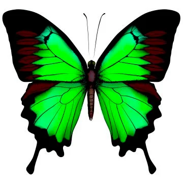 Green butterfly Stock Illustration