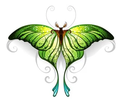 Green butterfly Ilustración de archivo