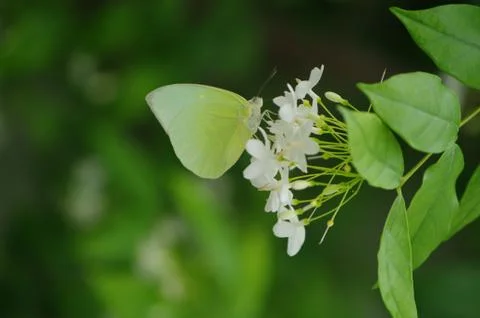 Green Butterfly with its Greenery Scene Stock Photos