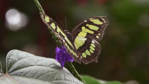 Green Butterfly On Leaf close up Stock Footage 88545964