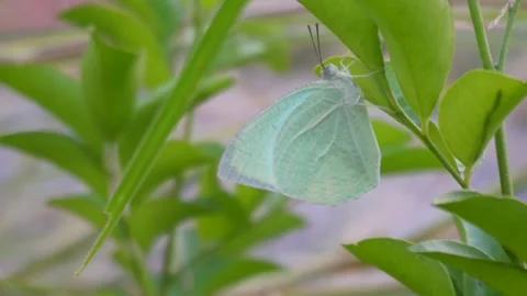 Green butterfly on leaf Stock Footage 290931546