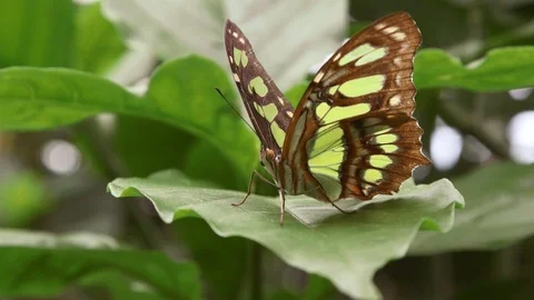 Green Butterfly on leaf slo mo macro Stock Footage 88542380