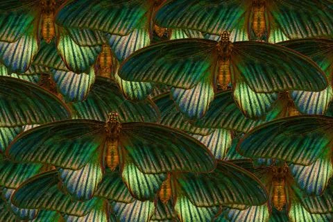 Green butterfly pattern in a full frame image Stock Photos