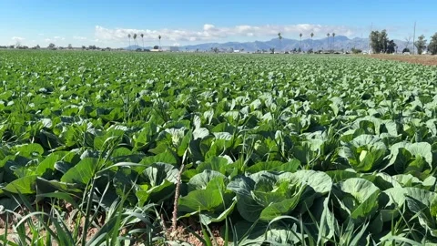 Green Cabbagae Farm Stock-Footage 325327958
