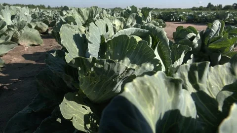 Green cabbage and aphid in vegetable garden. Video stock 328458143