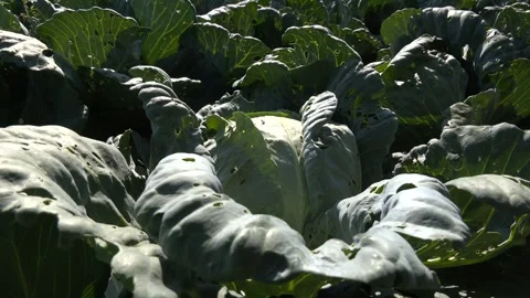Green cabbage and aphid in vegetable garden. Video stock 328458276
