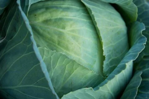 Green cabbage background Stock Photos