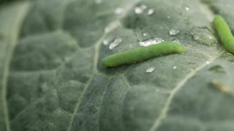 Green cabbage caterpillar consuming cabbage leaf, displaying damaging feeding Stock Footage 315655985