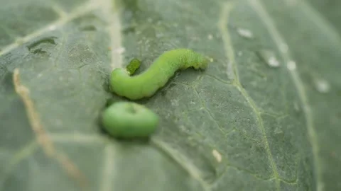 Green cabbage caterpillar crawling on wet leaf, showing agricultural pest damage Stock Footage 315659782