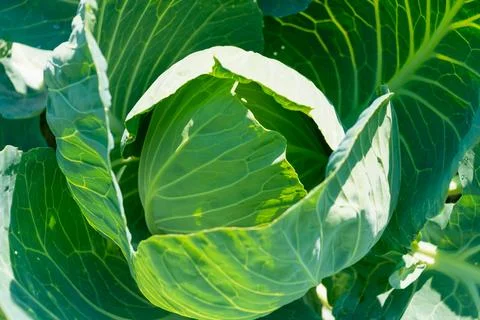 Green cabbage, close-up. Stock Photos
