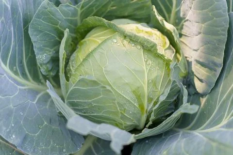Green cabbage close up shot macro Stock Photos