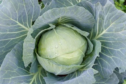 Green cabbage close up shot macro Stock Photos