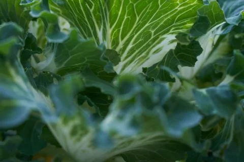 Green cabbage close up shot Stock Photos