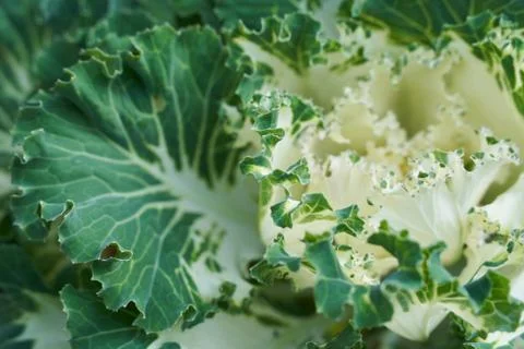 Green cabbage close up shot Stock Photos