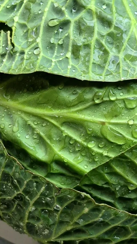 Green cabbage close-up. Water drops on cabbage leaves Stock Footage 305233930
