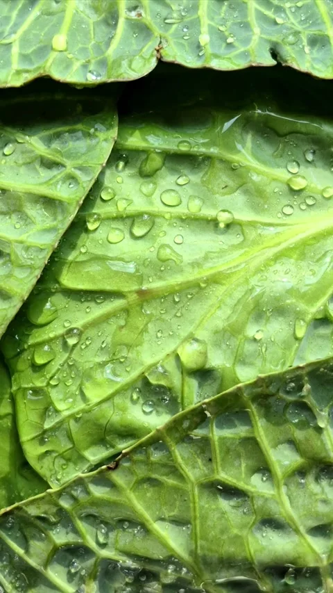 Green cabbage close-up. Water drops on cabbage leaves Stock Footage 305233932