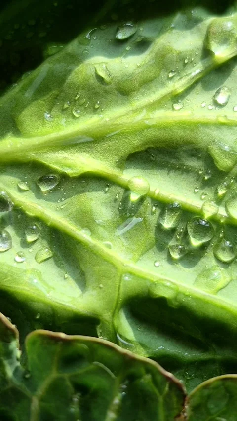 Green cabbage close-up. Water drops on cabbage leaves Stock Footage 305233933
