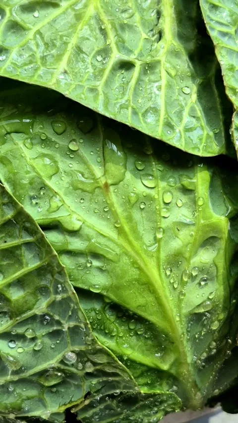 Green cabbage close-up. Water drops on cabbage leaves Stock Footage 305233934