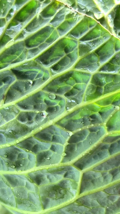 Green cabbage close-up. Water drops on cabbage leaves Stock Footage 305233939