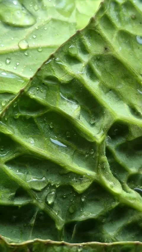 Green cabbage close-up. Water drops on cabbage leaves Stock Footage 305233944