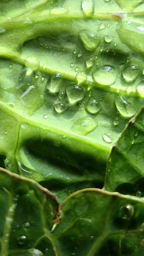 Green cabbage close-up. Water drops on cabbage leaves Stock Footage 305233947