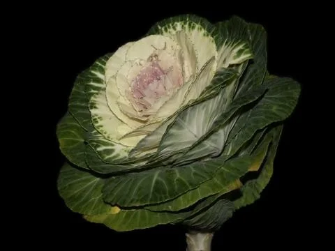 Green cabbage on a dark background Stock Photos
