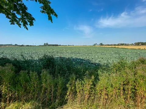 A green cabbage field with a corn field and a wind park in the background Stock Photos