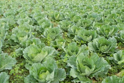 Green cabbage in field Stock Photos