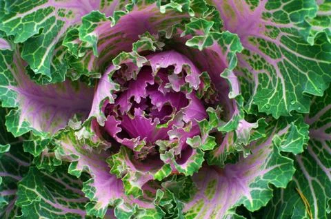 Green cabbage in a field Stock Photos