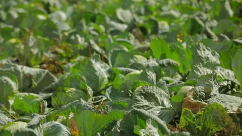 Green cabbage fields in the mountains Stock Footage 197515865