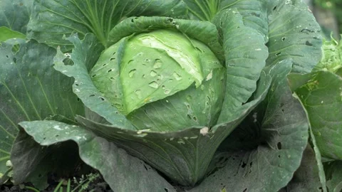 Green cabbage in garden means it's time to harvest Stock Footage 284488060