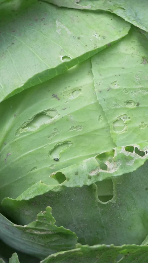 Green cabbage in a garden is ready to be harvested Stock Footage 281565475