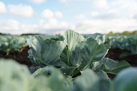 Green cabbage growing in an open field under a blue sky with soft clouds. Stock Photos