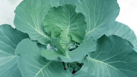 Green cabbage grown in a pot Видео 59553227