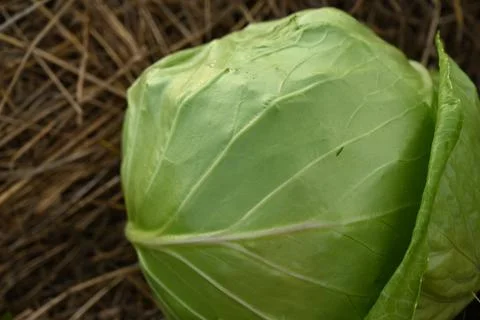 Green Cabbage Head Leaf Texture Close Up On Dry Hay Straw Background Stock-Fotos