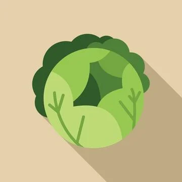 Green cabbage head with long shadow is growing on beige background Ilustración de archivo