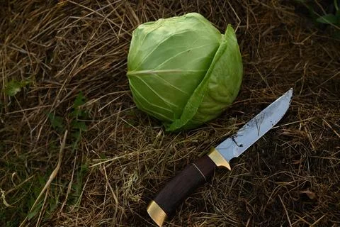 Green Cabbage Head Lying On Dry Hay Straw Next To Sharp Knife Close Up Stock-Fotos