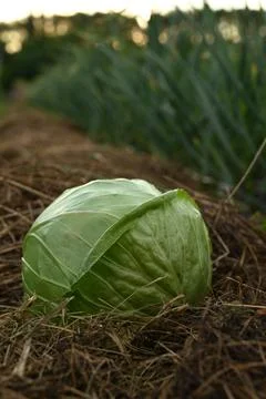 Green Cabbage Head Lying On Dry Hay With Blurred Garlic Shoots Background Stock-Fotos