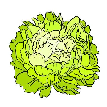 Green cabbage head on white background. Vector illustration Ilustración de archivo
