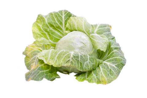 Green cabbage isolated on white background Stock Photos