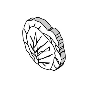 Green cabbage isometric icon vector illustration Stock Illustration