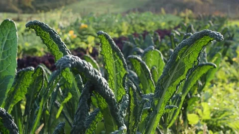 Green cabbage leaf. Close up of organic food, vegetable garden Video stock 144077904