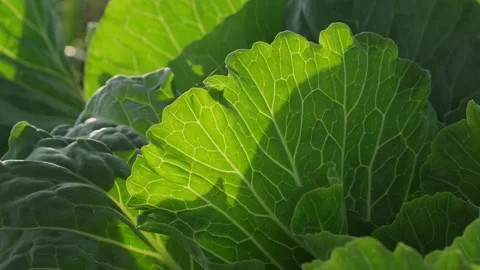 Green cabbage leaf Stock Footage 156631570