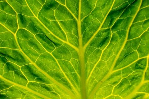Green cabbage leaf with an interesting structure Stock Photos