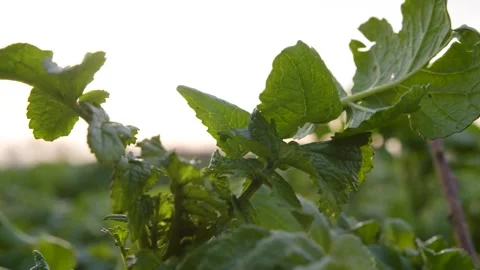 Green cabbage leaf on meadow field Stock Footage 240732700
